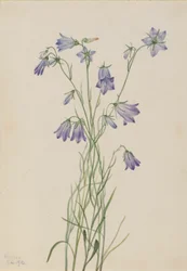Dzwonek piłkowany (Campanula rotundifolia)