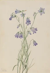 Dzwonek dzwonkowy rotundifolia, 1916.