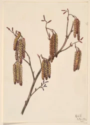 Olsza Leszczyna (Alnus regosa)