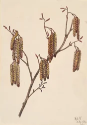 Leszczyna Olcha Alnus regosa, 1920.
