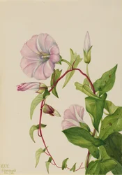 Powój żywopłotu Calystegia Convolvulus sepium, 1932.