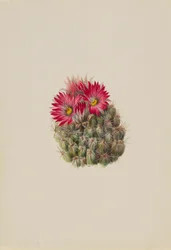 Kaktus jeż (Coryphantha arizonica)