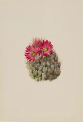 Jeż Kaktus Coryphantha arizonica, 1933.