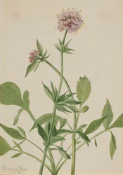 Heliotrop Valerian Valeriana sitchensis, 1917.
