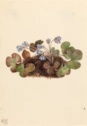 Hepatica (Hepatica americana)