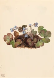 Przylaszczka amerykańska, 1917.