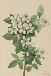 Krzak jeżyny wysokiej, 1919.