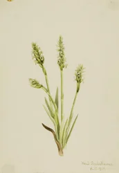 Ibidium ścisłe (Ibidium strictum)
