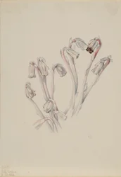 Fajka indyjska (Monotropa uniflora)