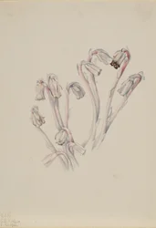 Fajka indyjska Monotropa uniflora, 1926.