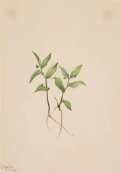 Streptopoides Kruhsea Kruhsea, 1913.