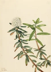 Herbata labradorska (Ledum groenlandicum)