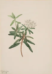 Herbata labradorska (Ledum groenlandicum)