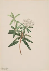 Lód Labrador Tea Grenlandia, 1905.