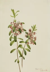 Kalmia wąskolistna (Kalmia angustifolia)