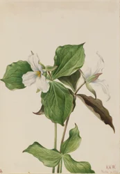 Duży biały trillium (Trillium grandiflorum)
