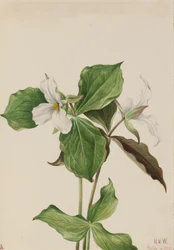 Duży biały Trillium Trillium grandiflorum, 1923.