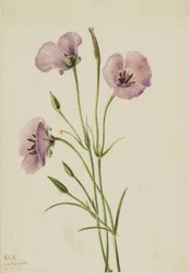 Mariposa liliowa (Calochortus splendens)