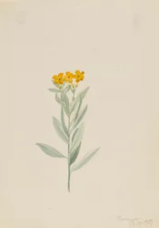 Lithospermum canescens, 1907.
