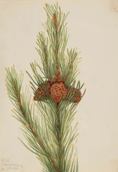 Sosna Lodgepole Pinus Contorta murrayana, 1921.