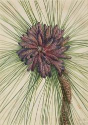 Sosna długolistna Pinus palustris, 1929.