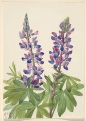 Łubin (Lupinus fornosus)