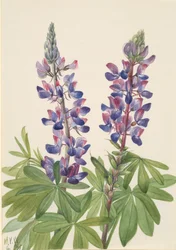 Łubin Lupinus fornosus, 1935.