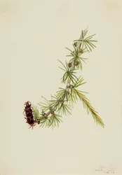 Lyall Modrzew Larix lyallii, 1913.
