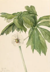 Jabłoń majowa (Podphyllum paltatum)