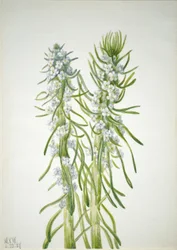 Świeca Górnicza Oreocarya virgata, 1937.