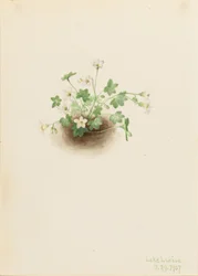 Mistmaiden (Romanzoffia sitchensis)