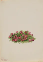 Moss Campion Silene acaulis, 1924.
