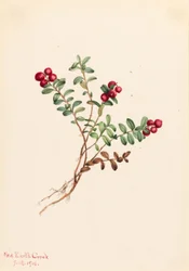 Żurawina górska (Vaccinium vitisdaea minus)