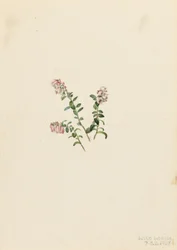 Żurawina górska (Vaccinium vitisidaea minus)