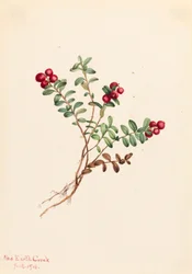 Żurawina górska Vaccinium vitisdaea minus, 1916.