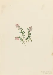 Żurawina górska Vaccinium vitisidaea minus, 1907.