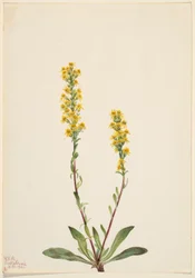 Nawłoć górska (Solidago oreophila)