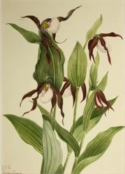 Pantofelek damy górskiej Cypripedium montanum, 1923.