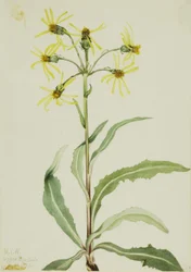 Żałobnik (Senecio lugens)
