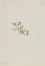 Campion kiwający (Lychnis apetala)