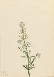 Łoboda północna (Galium boreale)