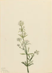 Biedronka północna Galium boreale, 1922.