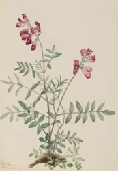 Hedysarum północne (Hedysarum boreale)