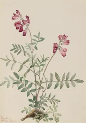 Północne Hedysari Hedysari boreale, 1916.