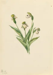Cypryśnik przejrzysty (Cypripedium passerinum)