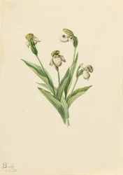 Pantofelek damy północnej Cypripedium passerinum, 1916.