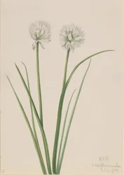 Cebula północna (Allium sibiricum)
