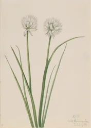 Cebula północna Allium sibiricum, 1920.