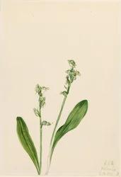 Storczyk jednoliścienny (Habenaria obtusata)