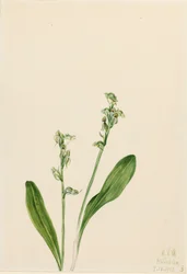 Jednolistna bagienna orchidea Habenaria obtusata, 1922.